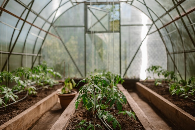 Cultures poussant dans une serre