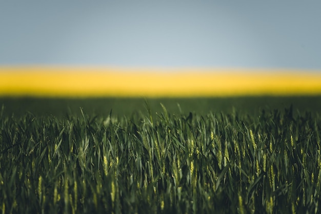 Photo les cultures poussent sur le champ contre le ciel