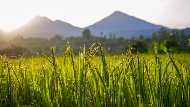 Les cultures poussent sur le champ contre le ciel