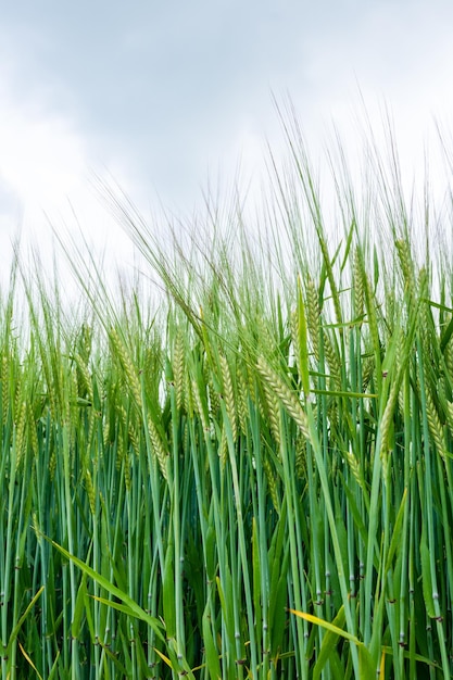 Les cultures poussent sur le champ contre le ciel