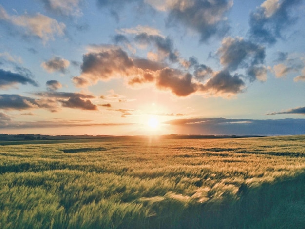 Les cultures qui poussent à la ferme au coucher du soleil