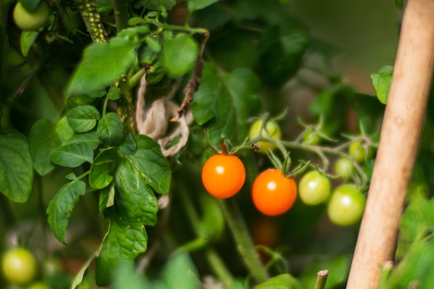 Les cultures de tomates plantées dans le sol mûrissent sous le soleil de près Terres cultivées avec germe Plante agricole poussant dans la rangée de lit Culture vivrière naturelle verte