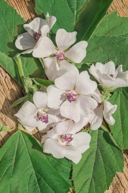 Cummon Guimauve Althaea officinalis