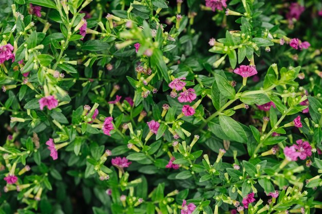 Cuphea hyssopifolia en gros plan Les feuilles et les fleurs de rubis à l'arrière-plan