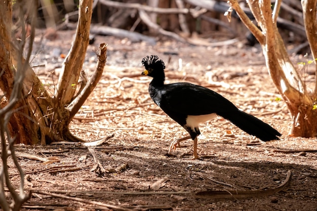 Curassow mâle adulte à face nue de l'espèce Crax fasciolata