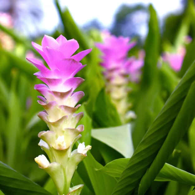 Curcuma