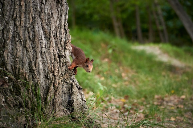 Écureuil accroché à un tronc d'arbre forestier