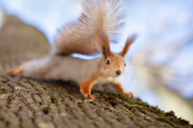 Écureuil sur un arbre dans un habitat naturel