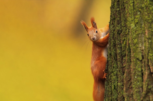 Écureuil sur un arbre dans un parc d'automne sur floue