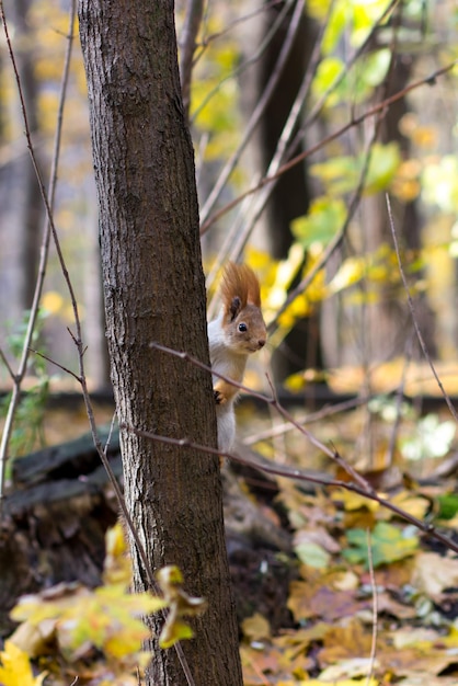 Écureuil sur un arbre dans un parc d'automne Rongeurs forestiers dans la nature