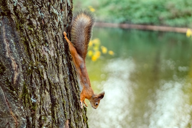 Écureuil sur un arbre dans un parc à l'automne.