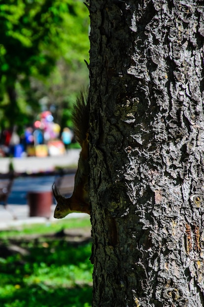 Écureuil sur un arbre dans le parc de la ville au printemps