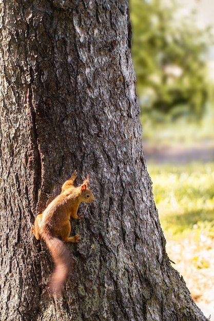 Écureuil sur un arbre dans le parc