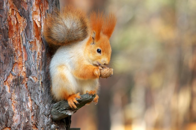 Écureuil sur l'arbre mangeant des noix Composition sauvage et nature