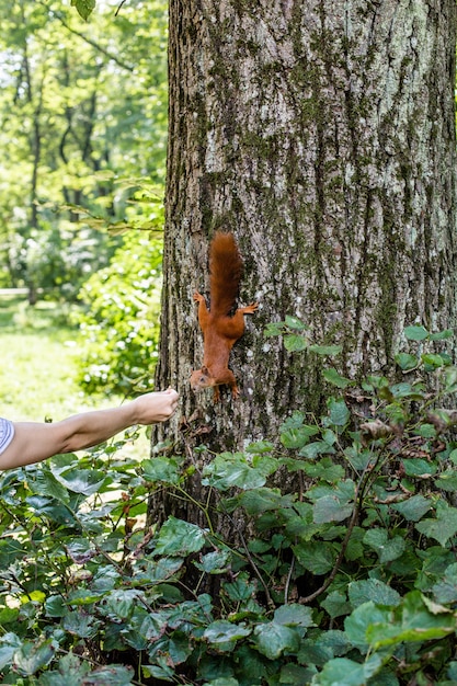 Écureuil sur l'arbre et manger hors de la main