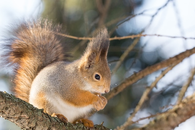 Écureuil sur un arbre