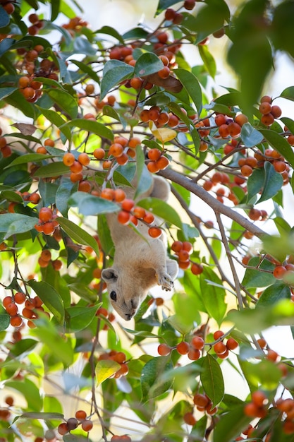 ÉCUREUIL SUR LES ARBRES MANGER DES FRUITS.