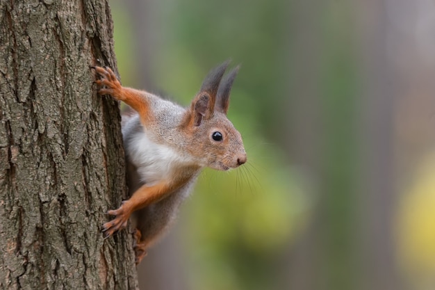 Écureuil assis sur une branche dans le parc