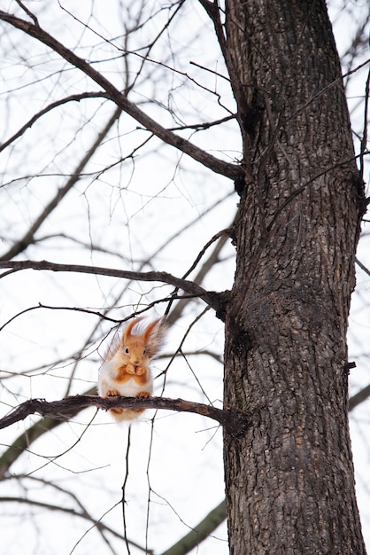 Écureuil assis haut dans un arbre dans la forêt