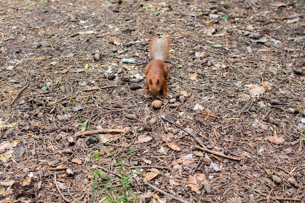 Écureuil au sol dans la forêt