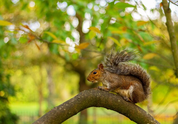 Écureuil brun sur une branche d'arbre dans un parc en automne