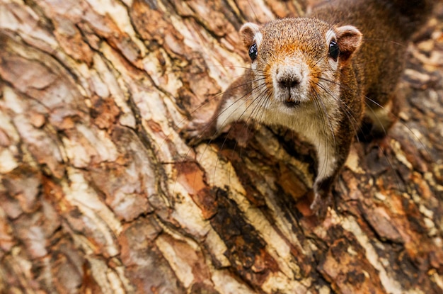 Écureuil de curiosité accroché à l'arbre close up animal photo