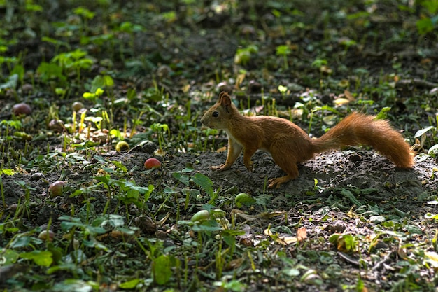 Écureuil dans la forêt Bel écureuil Courses d'écureuils rongeurs