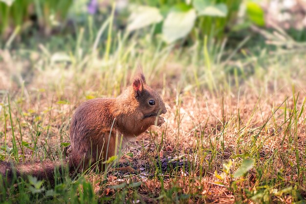 Écureuil dans la forêt à l'état sauvage