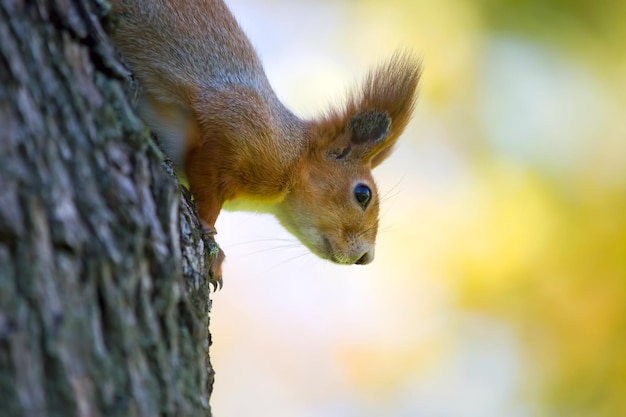 Écureuil dans le parc sur un arbre animaux dans la nature