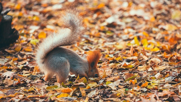 Écureuil dans le parc en automne