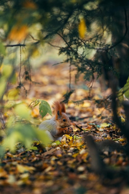 Écureuil dans le parc en automne