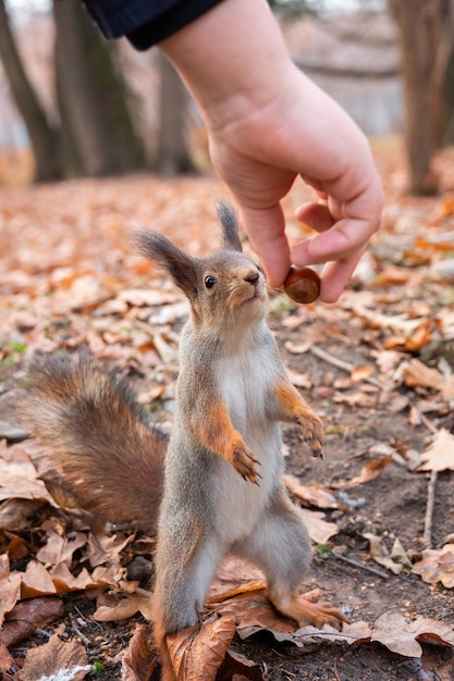 Écureuil dans le parc en automne