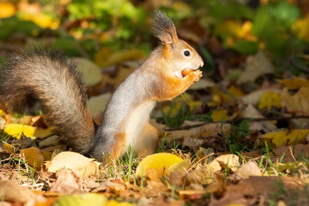 Écureuil dans le parc en automne