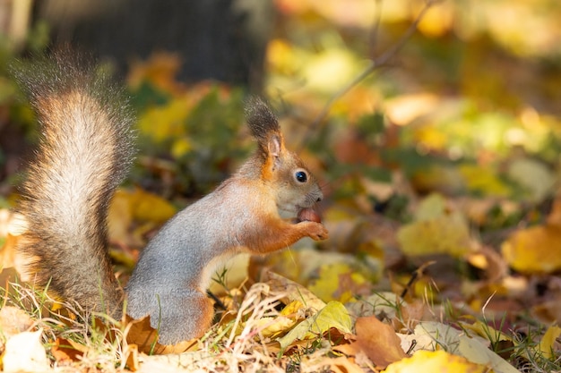 Écureuil dans le parc en automne