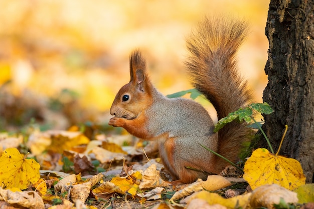 Écureuil dans le parc en automne