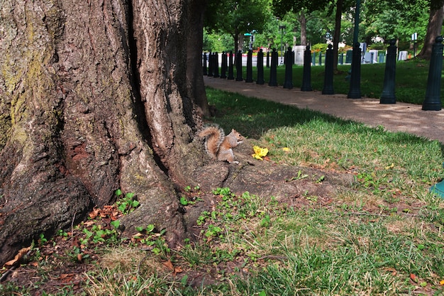 Écureuil dans le parc