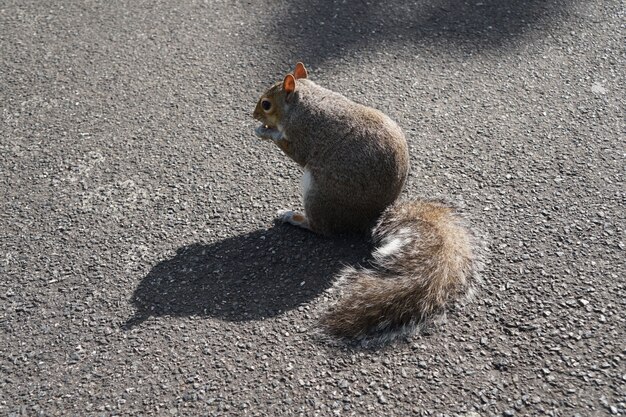 Écureuil dans le parc