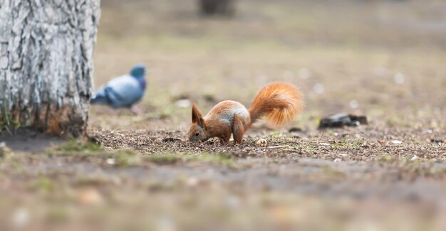 Écureuil dans le parc