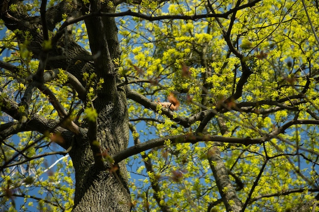 Écureuil debout sur la branche d'arbre