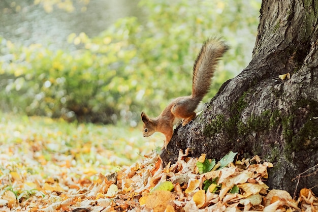 Écureuil descend de l'arbre dans un parc en automne