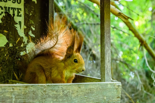 Écureuil drôle sur l'arbre en été