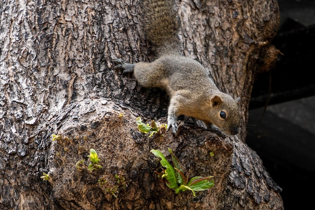 Écureuil drôle sur un arbre