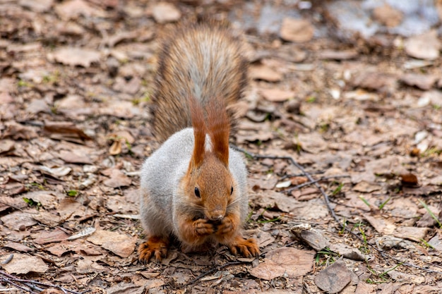 Écureuil drôle prudent cherchant de la nourriture dans la forêt