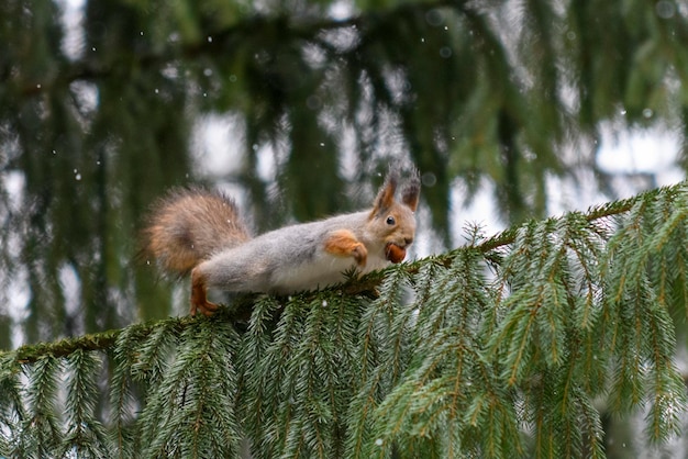 Écureuil eurasien rouge sur la neige dans le parc agrandi l'heure d'hiver