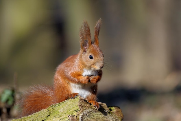 Écureuil de la forêt rouge jouant à l'extérieur