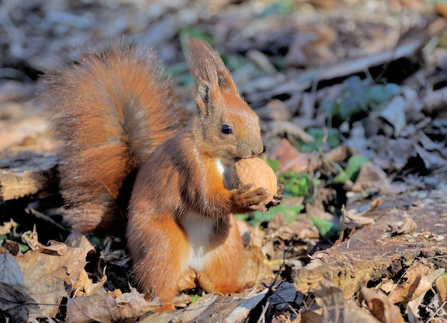 Écureuil de la forêt rouge jouant à l'extérieur