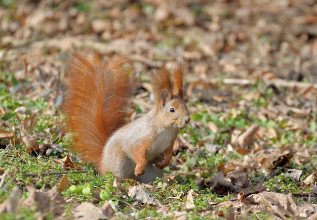 Écureuil de la forêt rouge jouant à l'extérieur