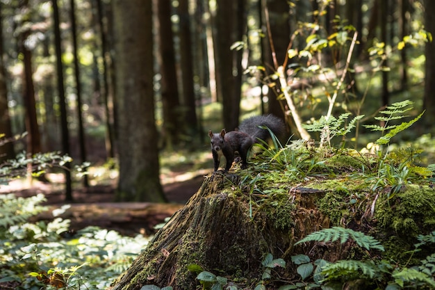 Écureuil à la fourrure noire duveteuse mangeant des noix sur du chanvre par une journée de printemps ensoleillée