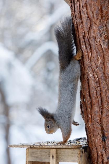 Écureuil gris accroché sur un arbre dans le parc d'hiver