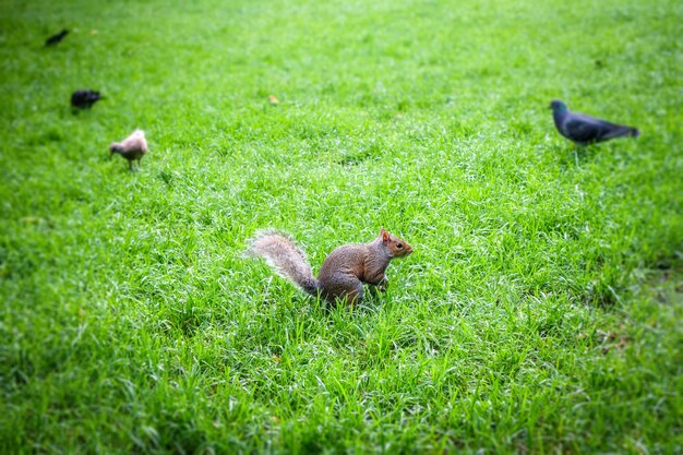 Écureuil gris de l'Est dans un parc verdoyant